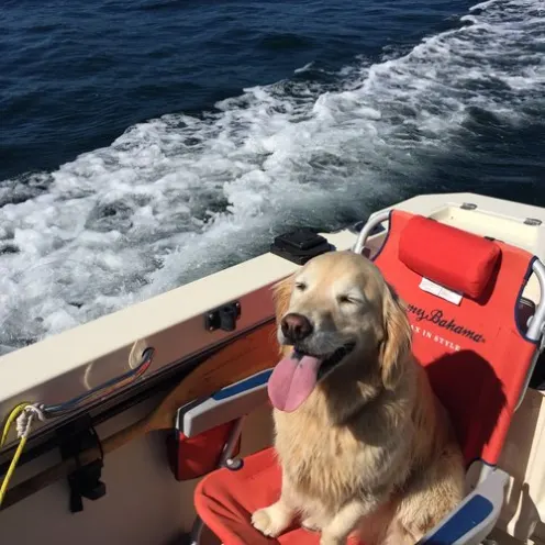 Dog with tongue hanging out enjoying a boat ride 